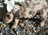 Merle Male Poodle Puppy, a male Poodle - Multi-Colored Standard for sale in Parma, ID – 3 of 3