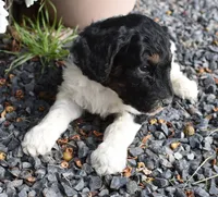 Black Tri Male Poodle Puppy, a male Poodle - Multi-Colored Standard for sale in Parma, ID – 1 of 4