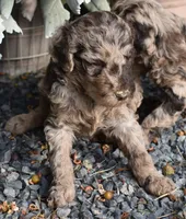 Merle Female One Poodle, a female Poodle - Multi-Colored Standard for sale in Parma, ID – 6 of 8