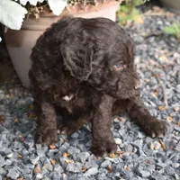Brown Female Poodle, a female Poodle - Multi-Colored Standard for sale in Parma, ID – 4 of 4