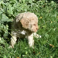 Apricot Female Poodle Puppy, a female Poodle - Multi-Colored Standard for sale in Parma, ID – 3 of 5