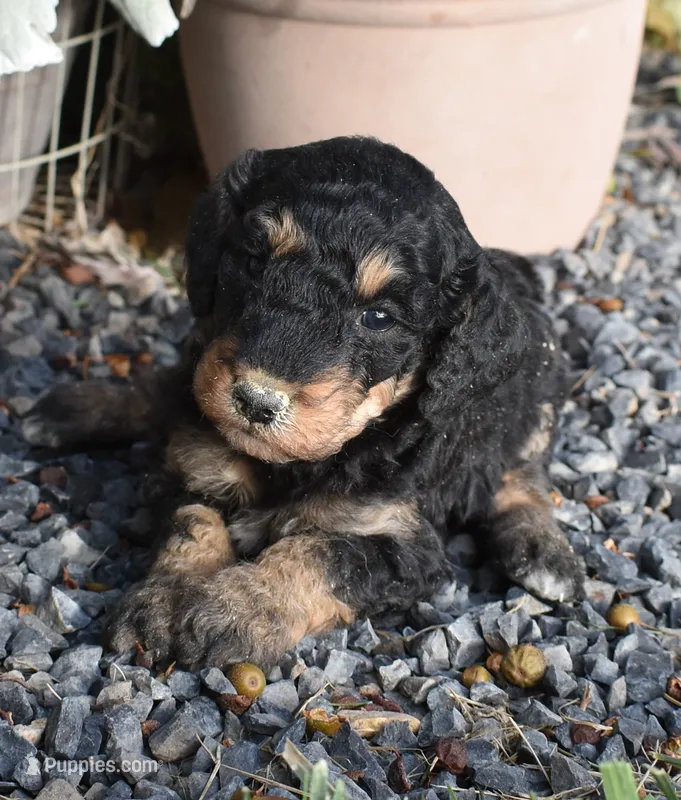 Black Phantom Smaller Female Poodle – Poodle - Multi-Colored Standard puppy for sale in Parma, ID
