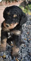 Black Phantom Smaller Female Poodle, a female Poodle - Multi-Colored Standard for sale in Parma, ID – 3 of 4