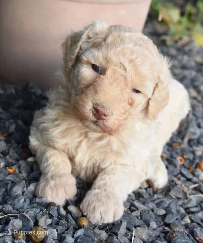 Cream Female Poodle – Poodle - Multi-Colored Standard puppy for sale in Parma, ID