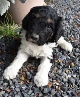Black Tri Male Poodle Puppy, a male Poodle - Multi-Colored Standard for sale in Parma, ID – 3 of 4
