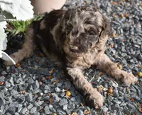 Merle Female One Poodle, a female Poodle - Multi-Colored Standard for sale in Parma, ID – 5 of 8