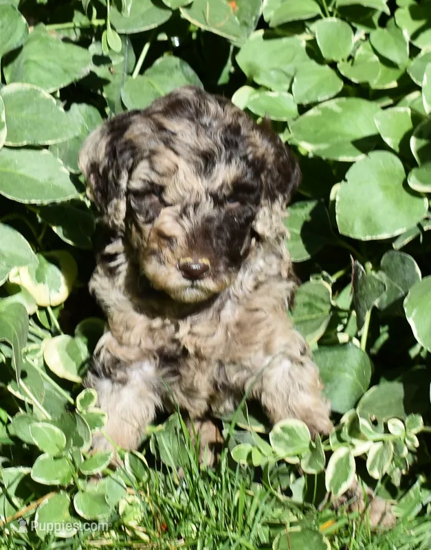 Merle Female One Poodle – Poodle - Multi-Colored Standard puppy for sale in Parma, ID