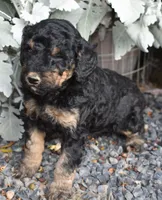Larger Black Phantom Female Poodle, a female Poodle - Multi-Colored Standard for sale in Parma, ID – 3 of 6