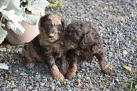 Brown Phantom Male Poodle Puppy, a male Poodle - Multi-Colored Standard for sale in Parma, ID – 4 of 4