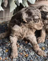 Merle Female One Poodle, a female Poodle - Multi-Colored Standard for sale in Parma, ID – 4 of 8