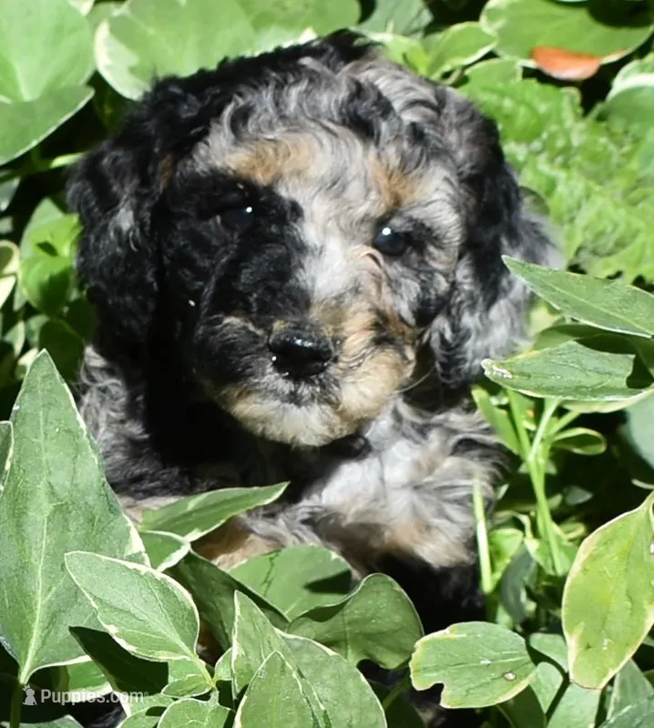 Sweet Merle Female Poodle – Poodle - Multi-Colored Standard puppy for sale in Parma, ID