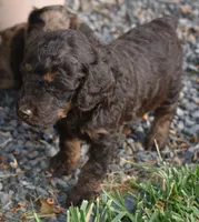 Brown Phantom Male Poodle Puppy, a male Poodle - Multi-Colored Standard for sale in Parma, ID – 1 of 4
