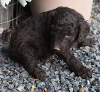 Chocolate Brown Female Poodle, a female Poodle - Multi-Colored Standard for sale in Parma, ID – 2 of 5