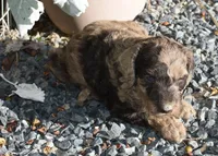 Merle Female Two Poodle, a female Poodle - Multi-Colored Standard for sale in Parma, ID – 4 of 8