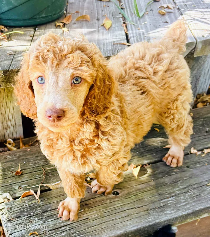Apricot Male Poodle – Poodle - Multi-Colored Standard puppy for sale in Parma, ID