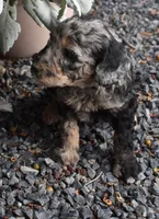 Sweet Merle Female Poodle, a female Poodle - Multi-Colored Standard for sale in Parma, ID – 4 of 4