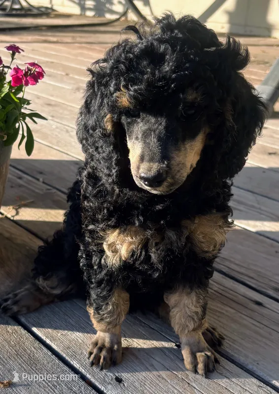 Larger Black Phantom Female Poodle – Poodle - Multi-Colored Standard puppy for sale in Parma, ID