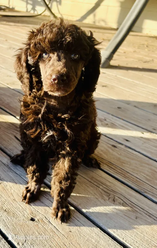 Chocolate Brown Female Poodle – Poodle - Multi-Colored Standard puppy for sale in Parma, ID