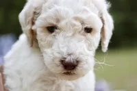 Sandy, a female Double Doodle for sale in Smithfield, VA – Photo 1 of 3