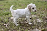 Sandy, a female Double Doodle for sale in Smithfield, VA – Photo 3 of 3