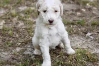 Sandy, a female Double Doodle for sale in Smithfield, VA – Photo 2 of 3