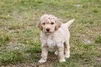 Tally, a male Double Doodle for sale in Smithfield, VA – Photo 5 of 5
