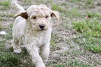 Tally, a male Double Doodle for sale in Smithfield, VA – Photo 2 of 5