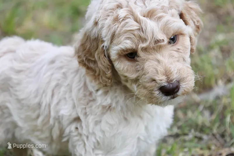 Tally – Double Doodle puppy for sale in Smithfield, VA