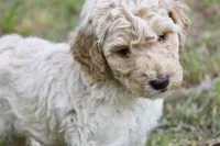 Tally, a male Double Doodle for sale in Smithfield, VA – Photo 1 of 5