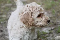 Tally, a male Double Doodle for sale in Smithfield, VA – Photo 4 of 5