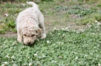 Tally, a male Double Doodle for sale in Smithfield, VA – Photo 3 of 5