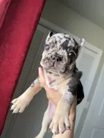Chanel, a female French Bulldog for sale in Lubbock, TX – 2 of 2