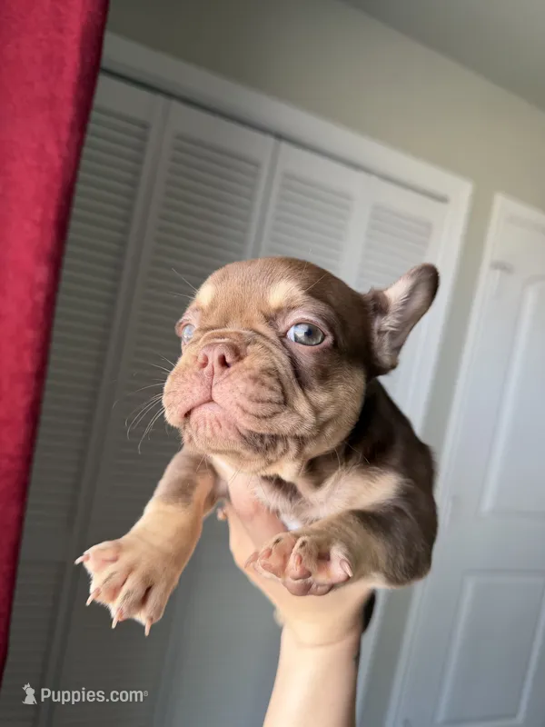 Coco, a female French Bulldog for sale in Lubbock, TX – 1 of 2