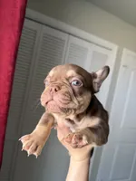 Coco, a female French Bulldog for sale in Lubbock, TX – 1 of 2