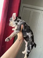 Chanel, a female French Bulldog for sale in Lubbock, TX – 1 of 2