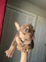 Coco, a female French Bulldog for sale in Lubbock, TX – 2 of 2