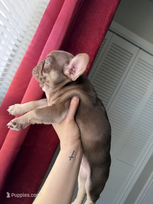 Peanut  – French Bulldog puppy for sale in Lubbock, TX