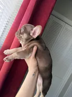 Peanut , a female French Bulldog for sale in Lubbock, TX – 1 of 2
