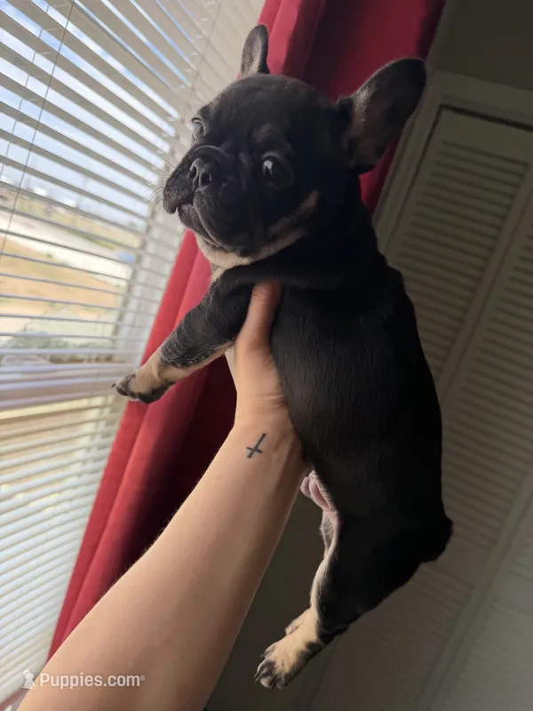 Dash, a male French Bulldog for sale in Lubbock, TX – 1 of 2