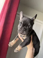 Dash, a male French Bulldog for sale in Lubbock, TX – 2 of 2