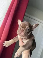 Peanut , a female French Bulldog for sale in Lubbock, TX – 2 of 2