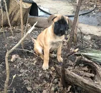 Pennie, a female Bullmastiff for sale in Columbia, TN – Photo 7 of 9