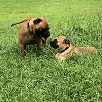 Pennie, a female Bullmastiff for sale in Columbia, TN – Photo 3 of 5