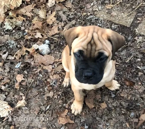 Pennie, a female Bullmastiff for sale in Columbia, TN – Photo 1 of 9