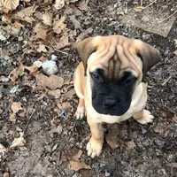 Pennie, a female Bullmastiff for sale in Columbia, TN – Photo 1 of 5