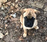 Pennie, a female Bullmastiff for sale in Columbia, TN – Photo 1 of 9