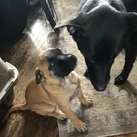 Pennie, a female Bullmastiff for sale in Columbia, TN – Photo 5 of 5