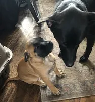 Pennie, a female Bullmastiff for sale in Columbia, TN – Photo 5 of 9