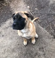 Pennie, a female Bullmastiff for sale in Columbia, TN – Photo 8 of 9