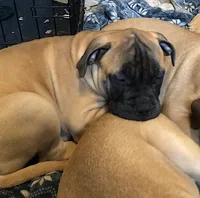 Pennie, a female Bullmastiff for sale in Columbia, TN – Photo 9 of 9